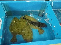 ヒラメ