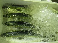 ハマチ（8～10本/5kg）