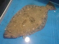 ヒラメ
