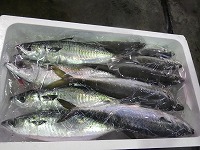 マサバ、マアジ