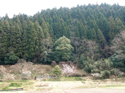 3月27日撮影した七色ガシ