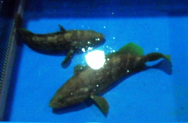 キジハタ
