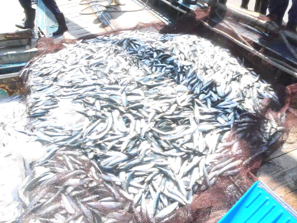 マイワシ水揚げ