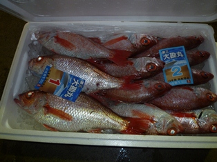 賀露のどぐろ