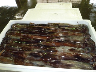 沿岸イカ釣り