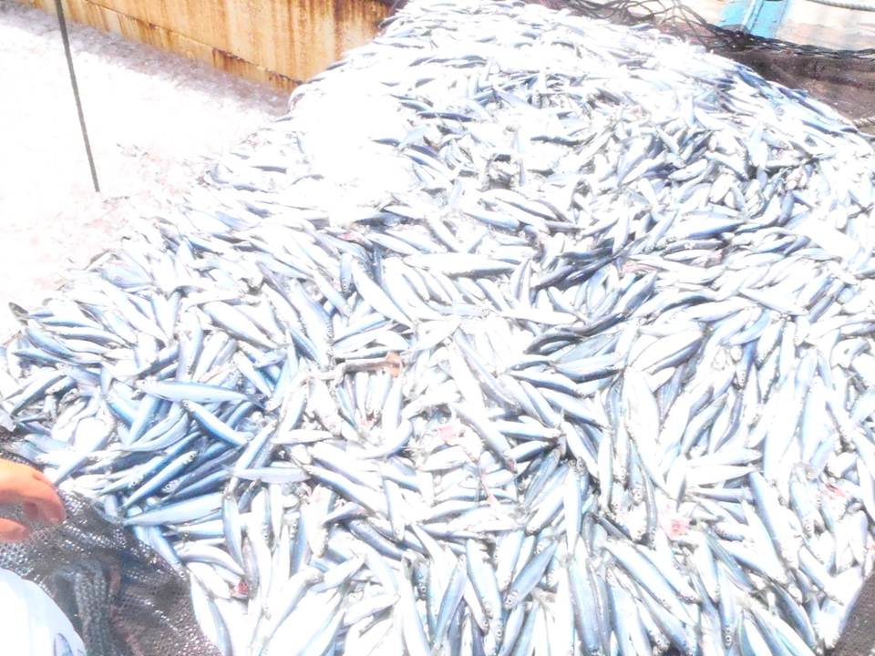漁獲物の見本