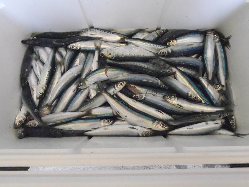 買い取り漁獲物