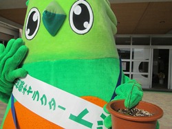 葉がついて育っている芽です