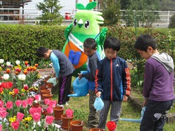 6年生が水やりをしています