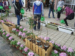 きれいな花と一緒に苗木もお世話しています