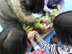 植替え作業