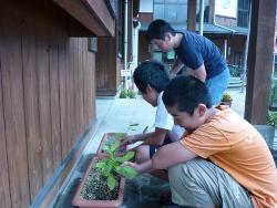 那岐小学校のアベマキ