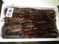 スルメイカ