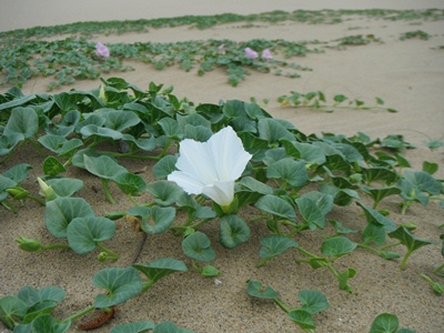 白いハマヒルガオの花