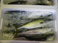 ハマチ（ブリの若魚）
