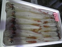 ケンサキイカ（白いか）