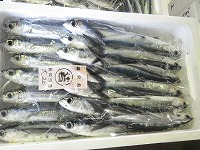 ツクシトビウオ（角あご、大目）