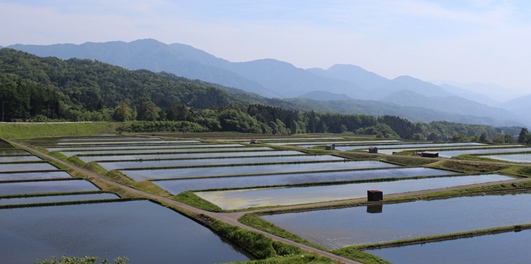 江府町の田んぼ