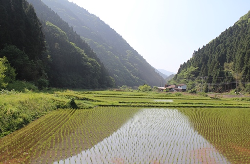 日野町の田んぼ