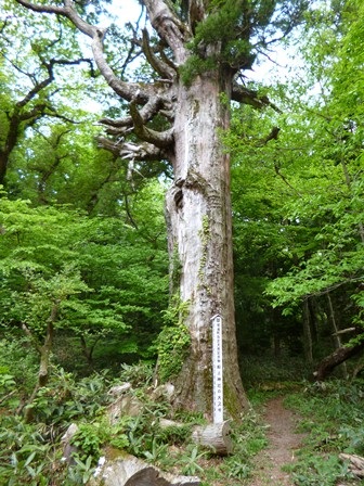 船上神社の千年杉