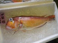 アマダイ