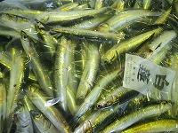 カタクチイワシ