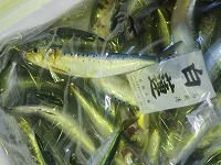 マイワシ