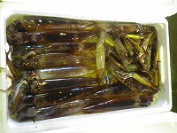 スルメイカ（右のピチサイズのイカがタイの餌になる）