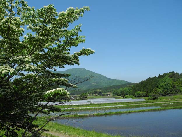 水田地帯