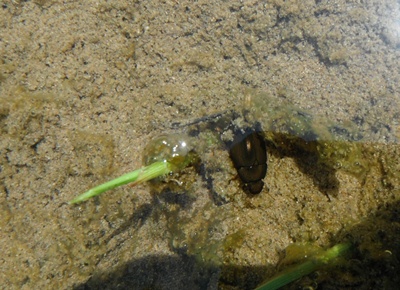 水中に潜むゲンゴロウ