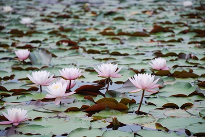 睡蓮の花