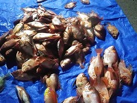 チカメキントキダイ