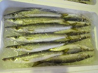 カマス