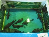 クロソイ