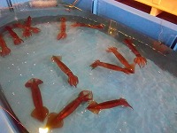 活スルメイカ