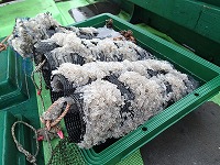 バイ産卵器（白兎沖：房島西の水深12.4m）