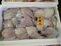 ナガレメイタガレイ（ばけめいた）