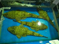マゴチ