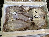 ムシガレイ（紋がれい）