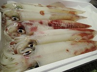 ケンサキイカ（白いか）