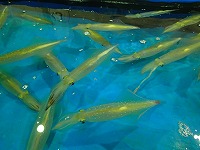 活ケンサキイカ（白いか）