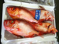 チカメキントキダイ