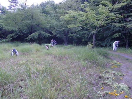 駆除作業中