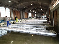 賀露の水揚げ状況