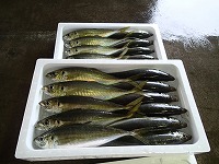 マアジ