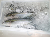 ハマチ（ブリの若魚）