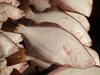 放流ヒラメ(33cm)