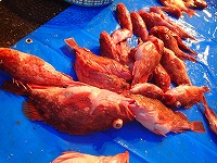コナガニシ