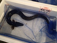 ウナギ