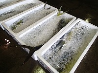 シイラ